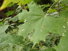 Acer platanoides