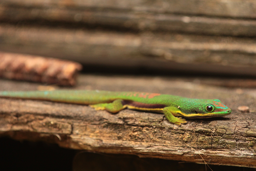 Lined Day Gecko