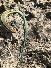 Anatololacerta pelasgiana