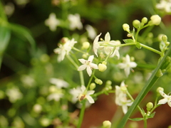 Galium mollugo