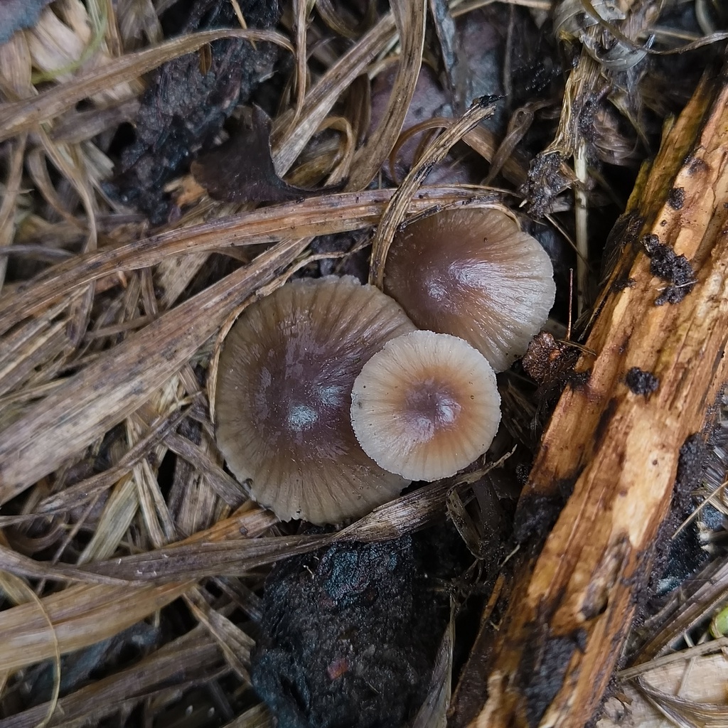 Mycena · July 2025 · photo: © zedt (iNaturalist, cc-by)