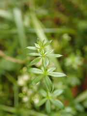 Galium mollugo