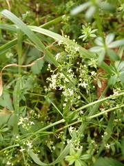 Galium mollugo