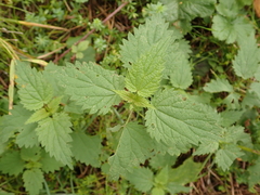 Urtica dioica