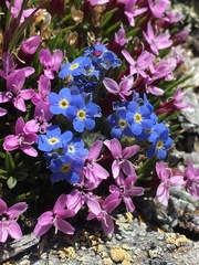 Eritrichium argenteum