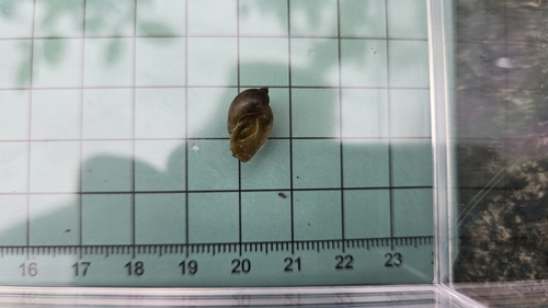 Radix plicatula observed 2025-07-06