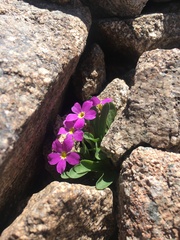 Primula angustifolia