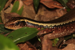 Zonosaurus madagascariensis