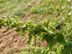 Atriplex