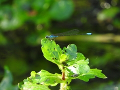 Acanthagrion quadratum