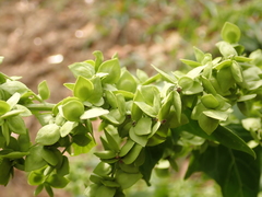 Atriplex