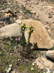 Pedicularis parryi