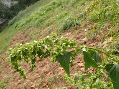 Atriplex