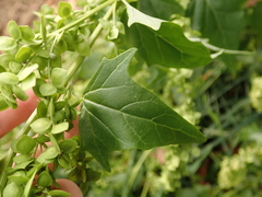 Atriplex