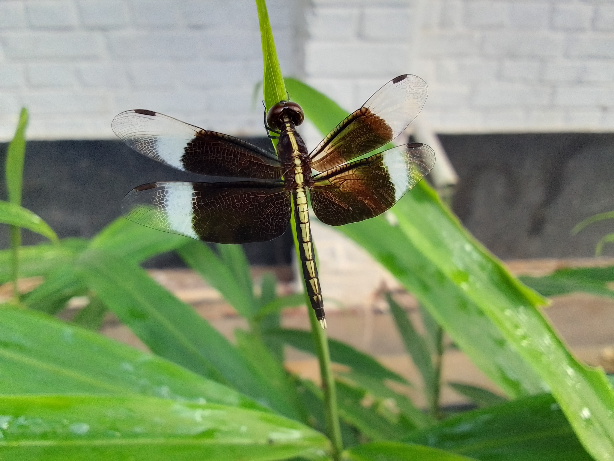 Pied Paddy Skimmer