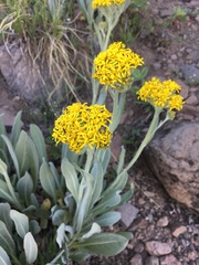 Senecio atratus