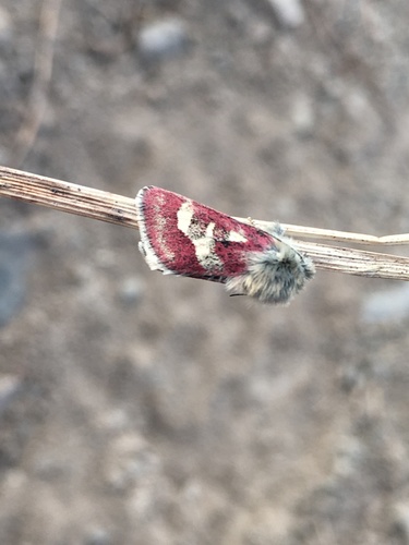 Persimilis Flower Moth photo 2