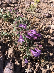 Penstemon caespitosus