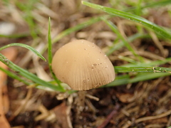 Agaricales