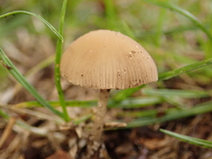 Agaricales