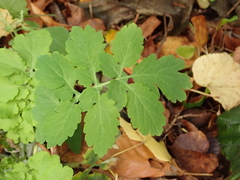 Chelidonium majus