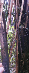 Argosarchus horridus