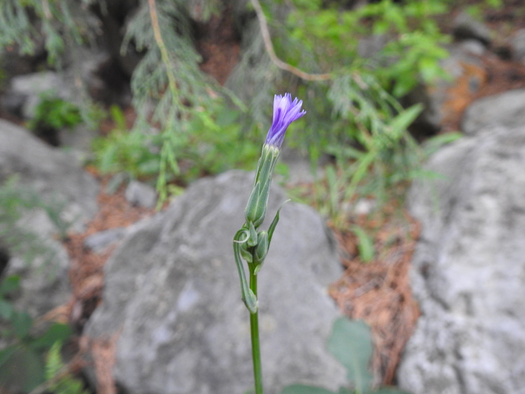 Lactuca oblongifolia