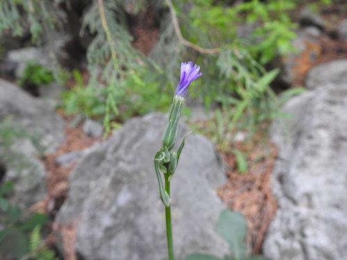 Mulgedium oblongifolium