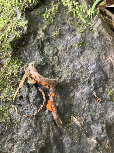 Dicephalospora rufocornea