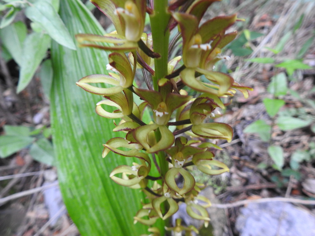 Govenia lagenophora