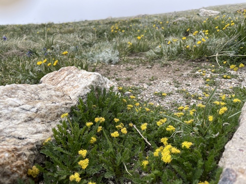 Alpine Oreoxis (Oreoxis alpina)