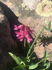 Trifolium brandegeei