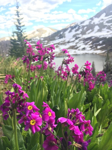 Primula parryi