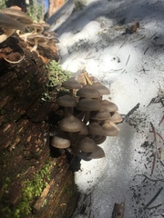 Mycena overholtsii