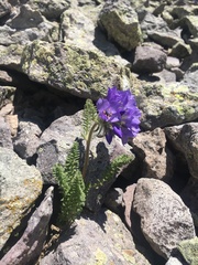 Polemonium confertum