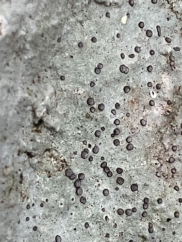 Porpidia albocaerulescens