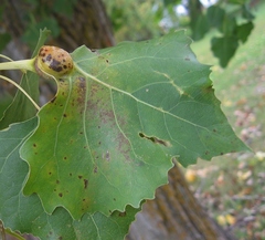 Pemphigus populicaulis