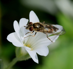 Platycheirus manicatus