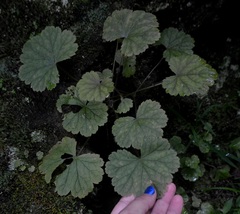 Heuchera missouriensis