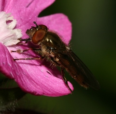 Platycheirus manicatus