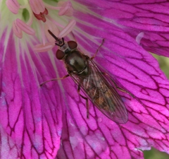 Platycheirus manicatus