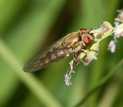 Platycheirus manicatus