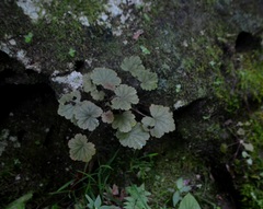 Heuchera missouriensis