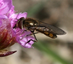 Platycheirus manicatus