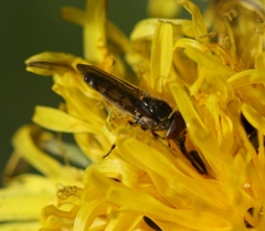 Platycheirus manicatus