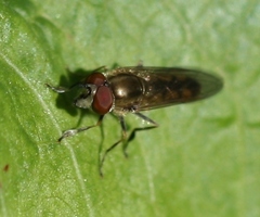 Platycheirus manicatus