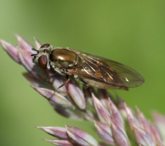 Platycheirus manicatus