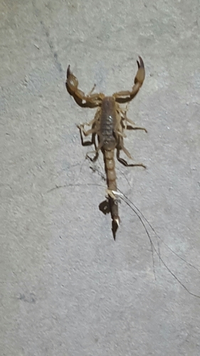 Thick-handed Scorpion