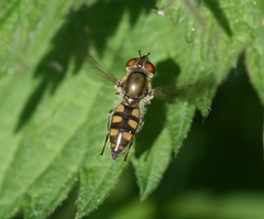 Platycheirus manicatus
