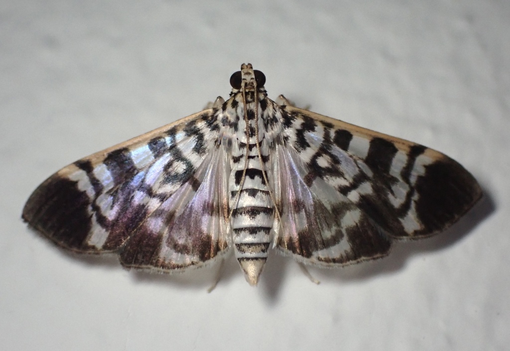 Pilocrocis sororalis
